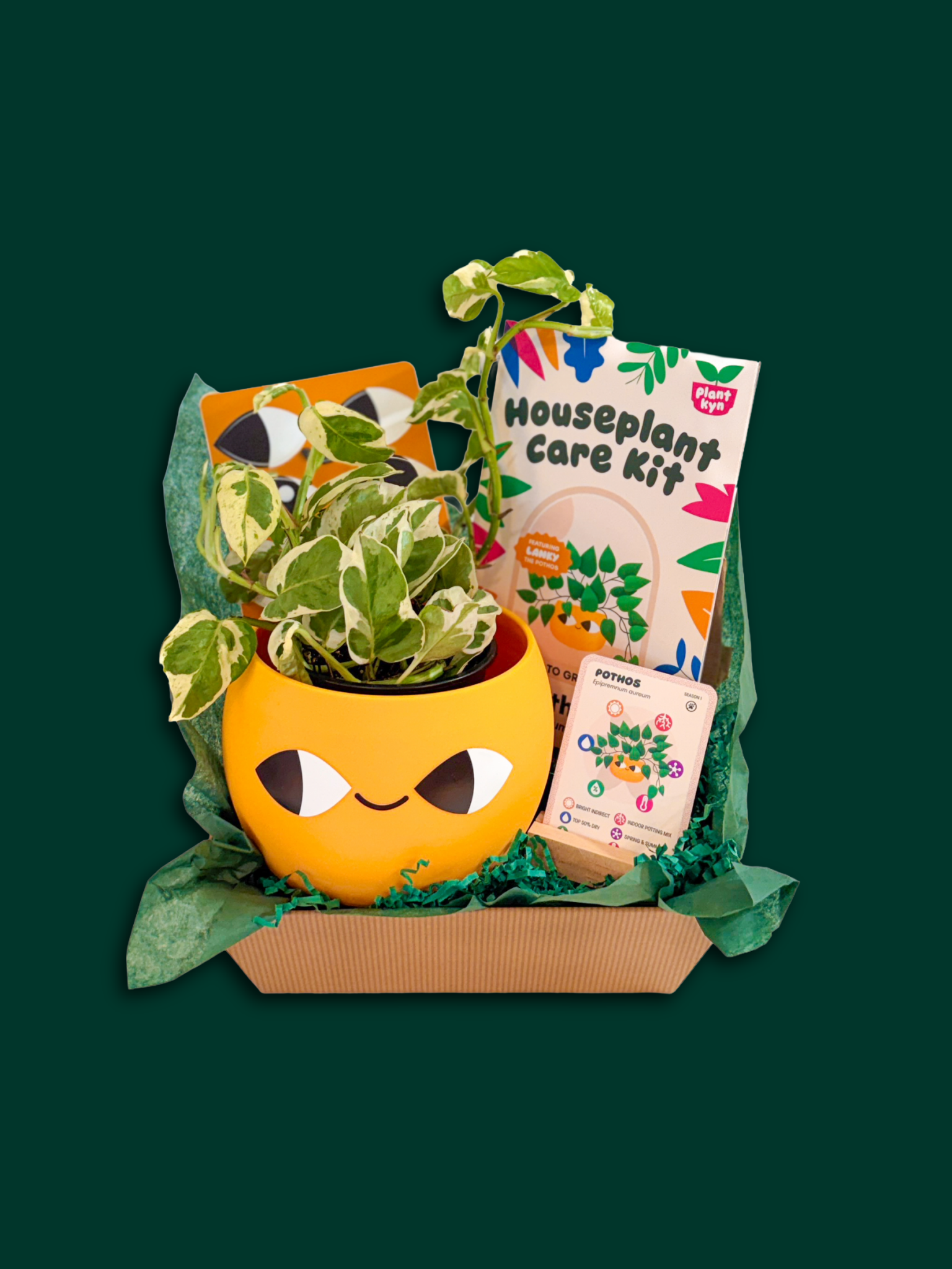 brookstone indoor plant care kit Pothos Care Bundle – Plantkyn