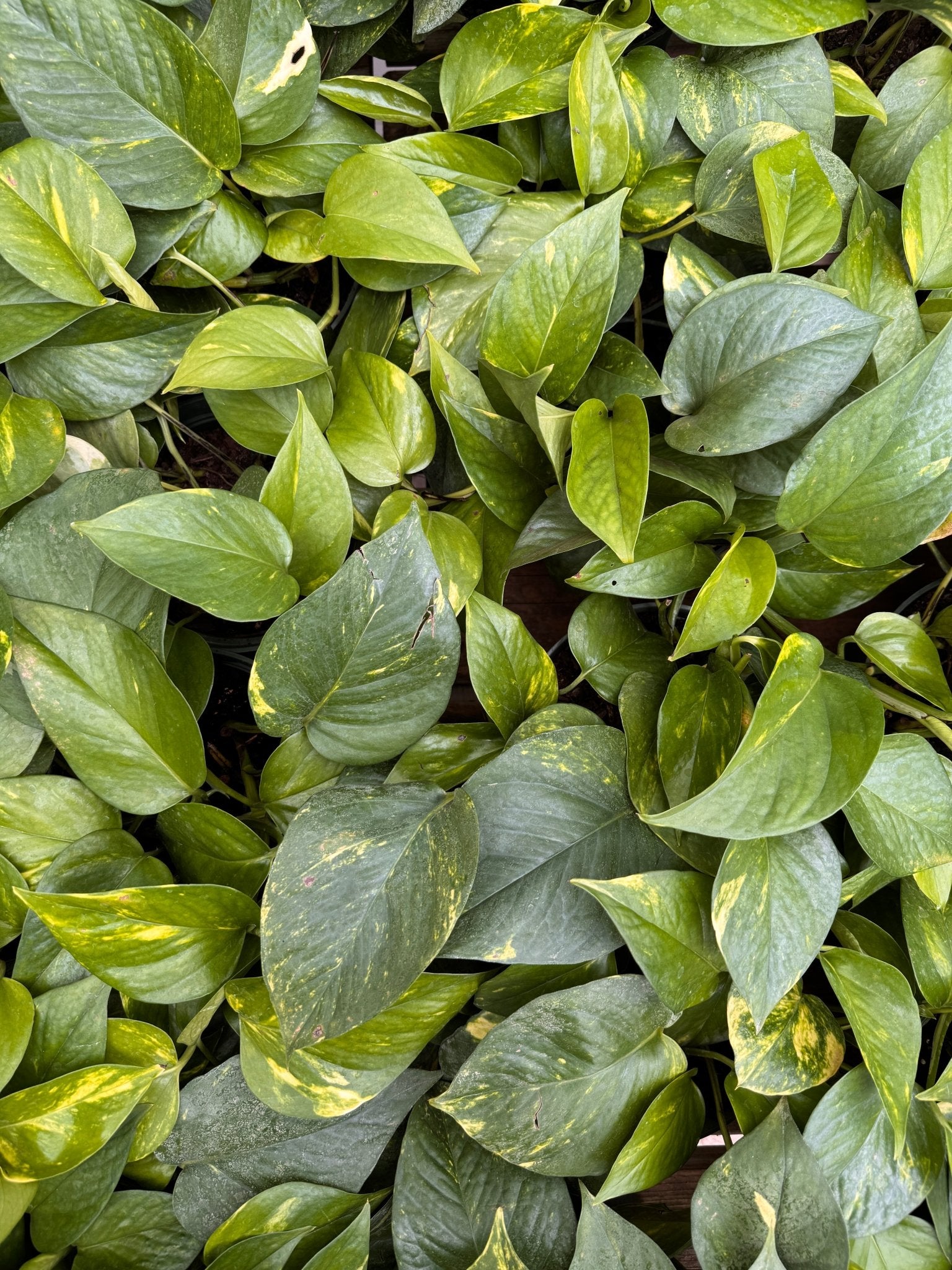 Pothos 4" (Epipremnum aureum)