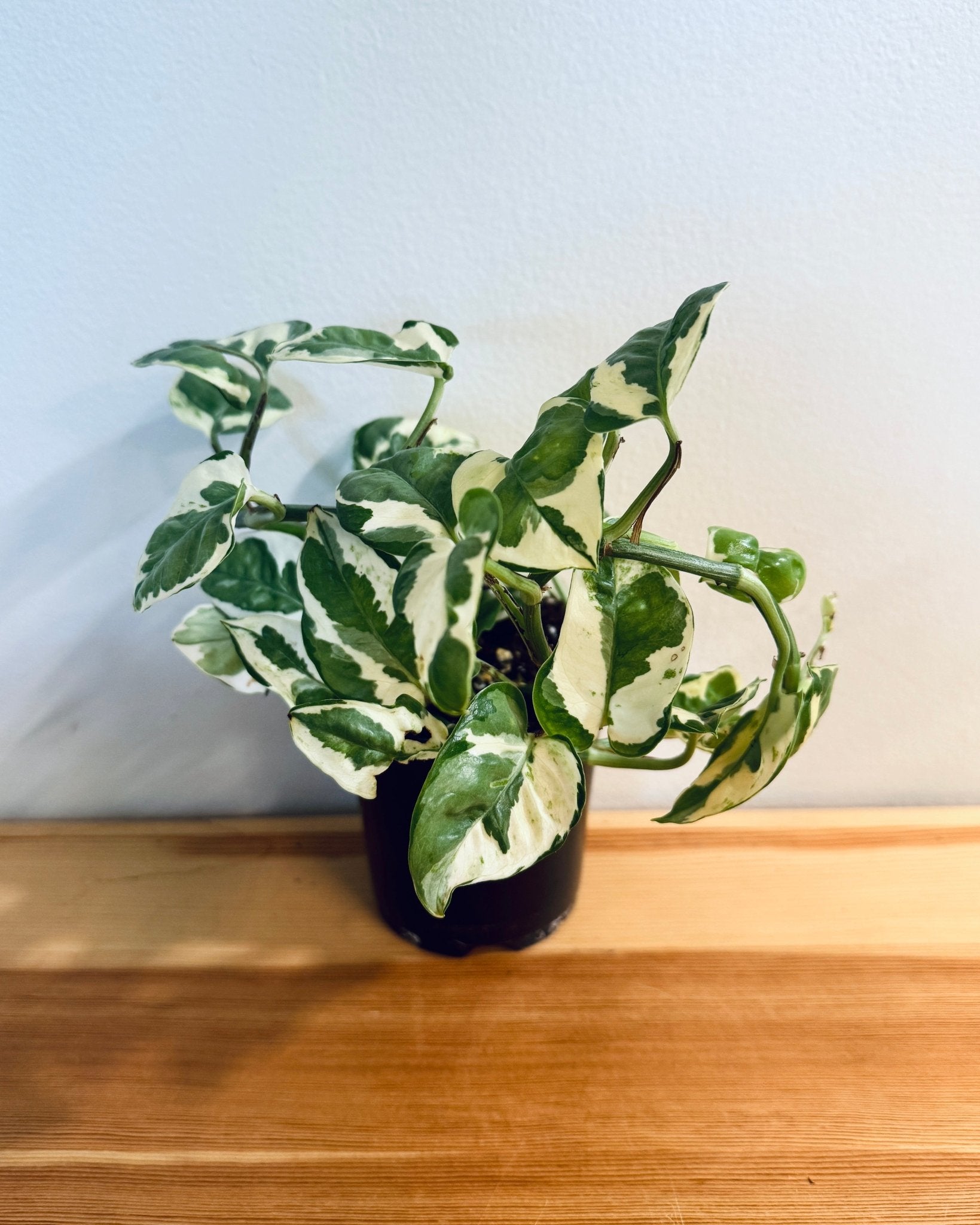 Pothos 4" (Epipremnum aureum)