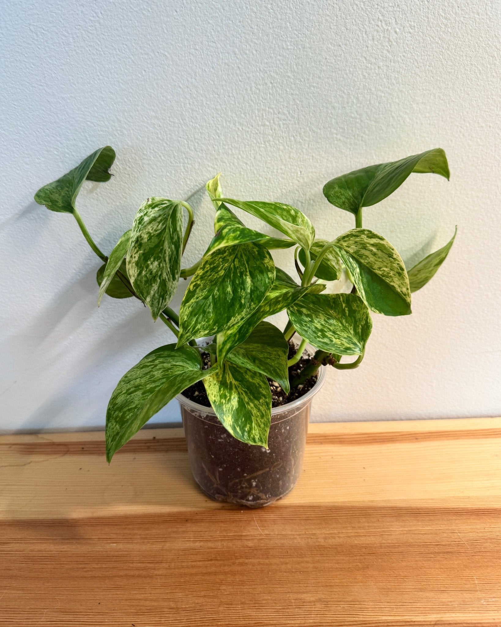 Pothos 4" (Epipremnum aureum)