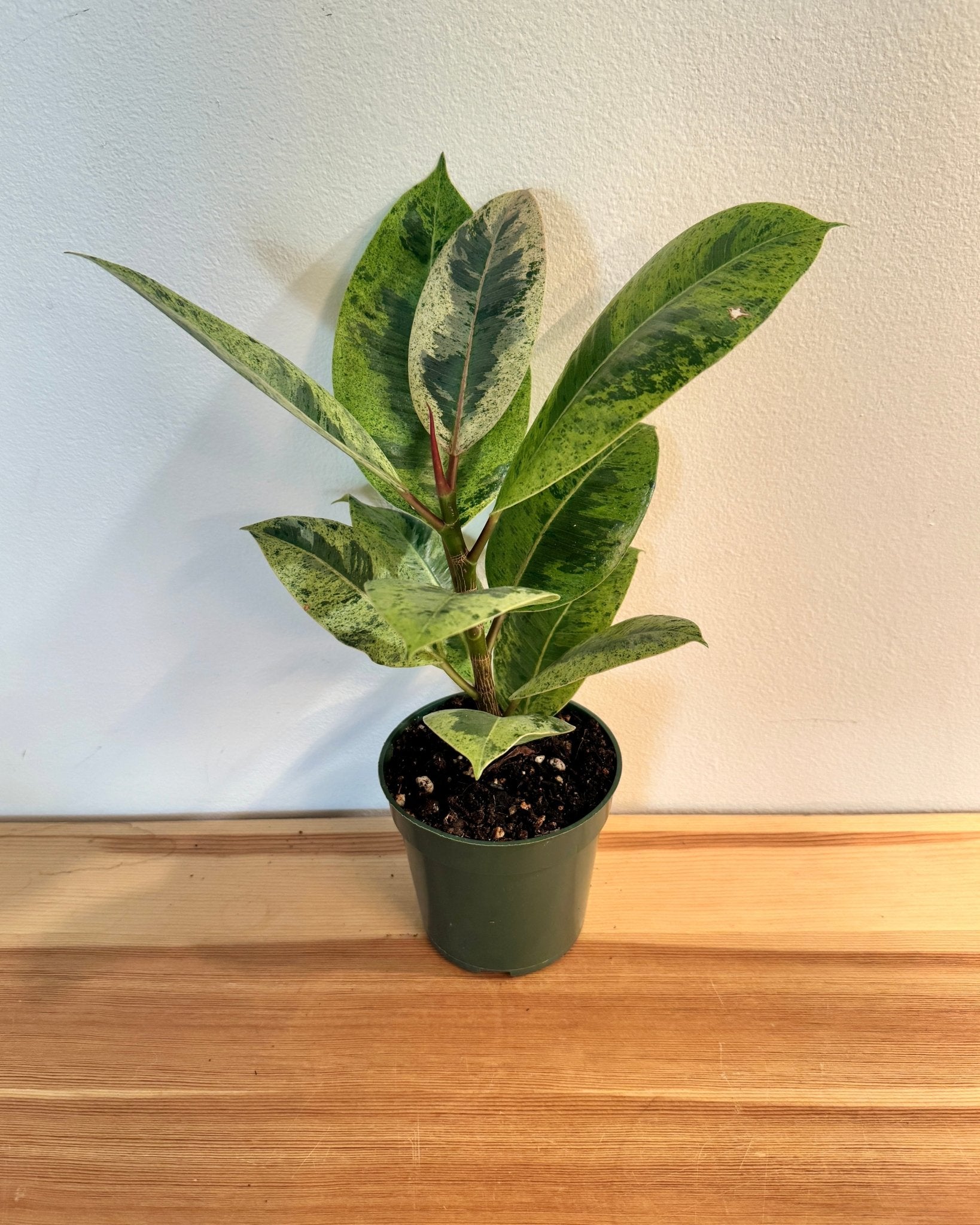 Rubber Tree 4" (Ficus elastica)