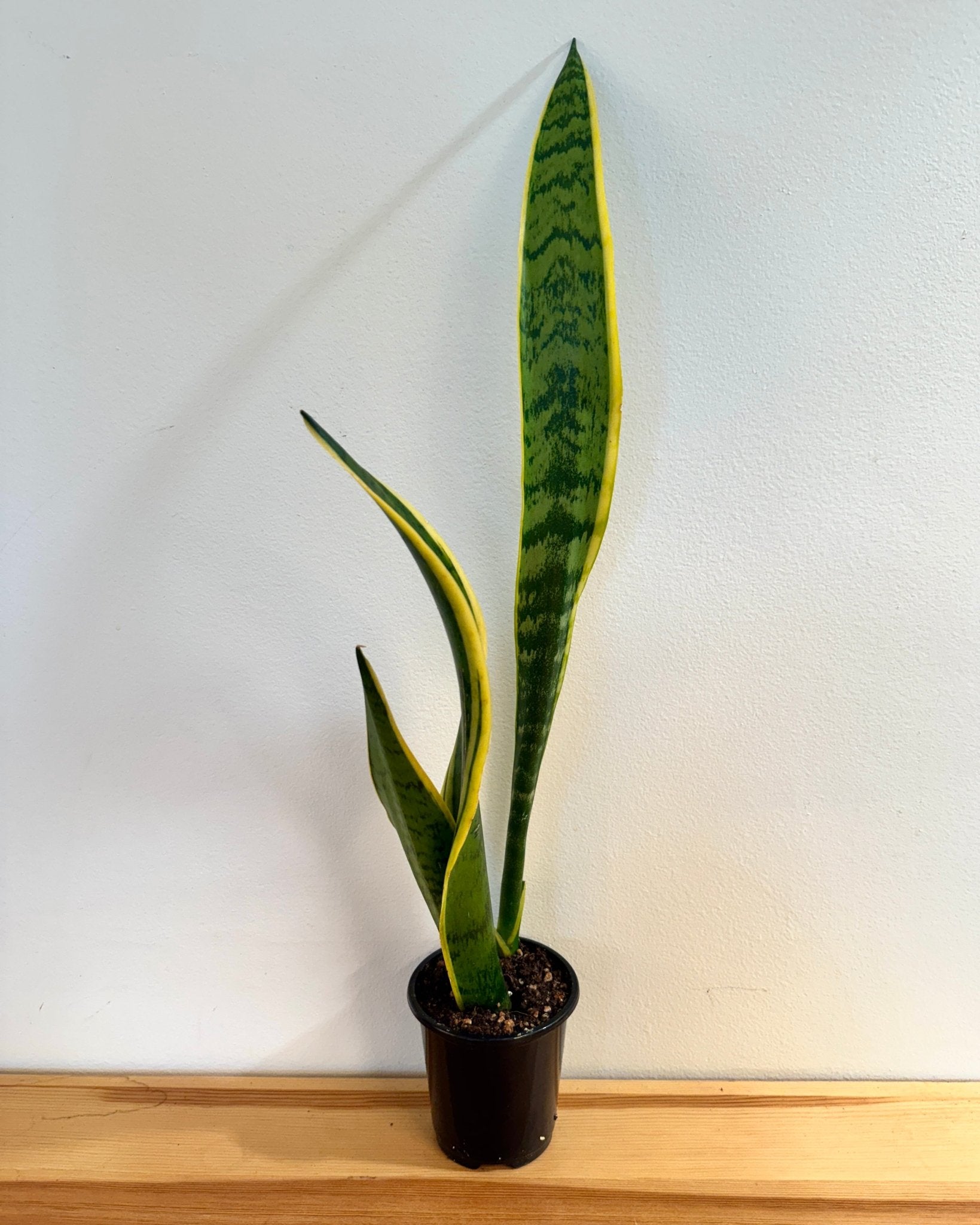 Snake Plant 4" (Dracaena )