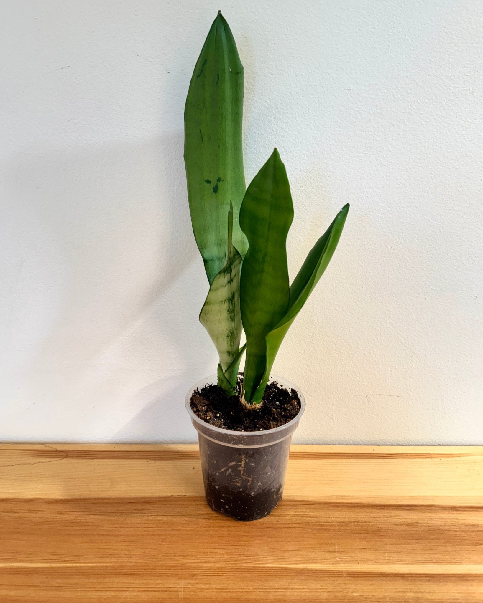 Snake Plant 4" (Dracaena )