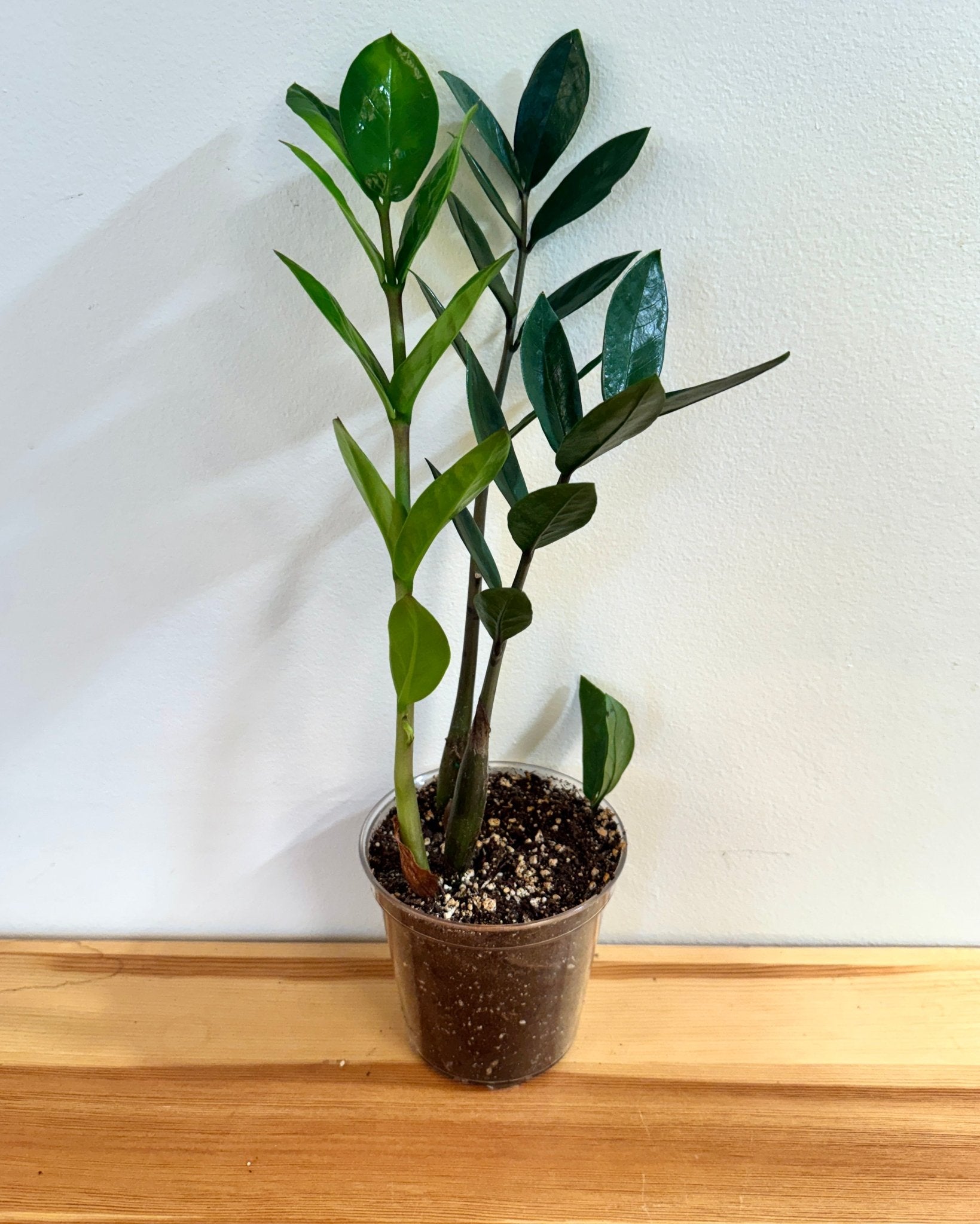 ZZ Plant 4"