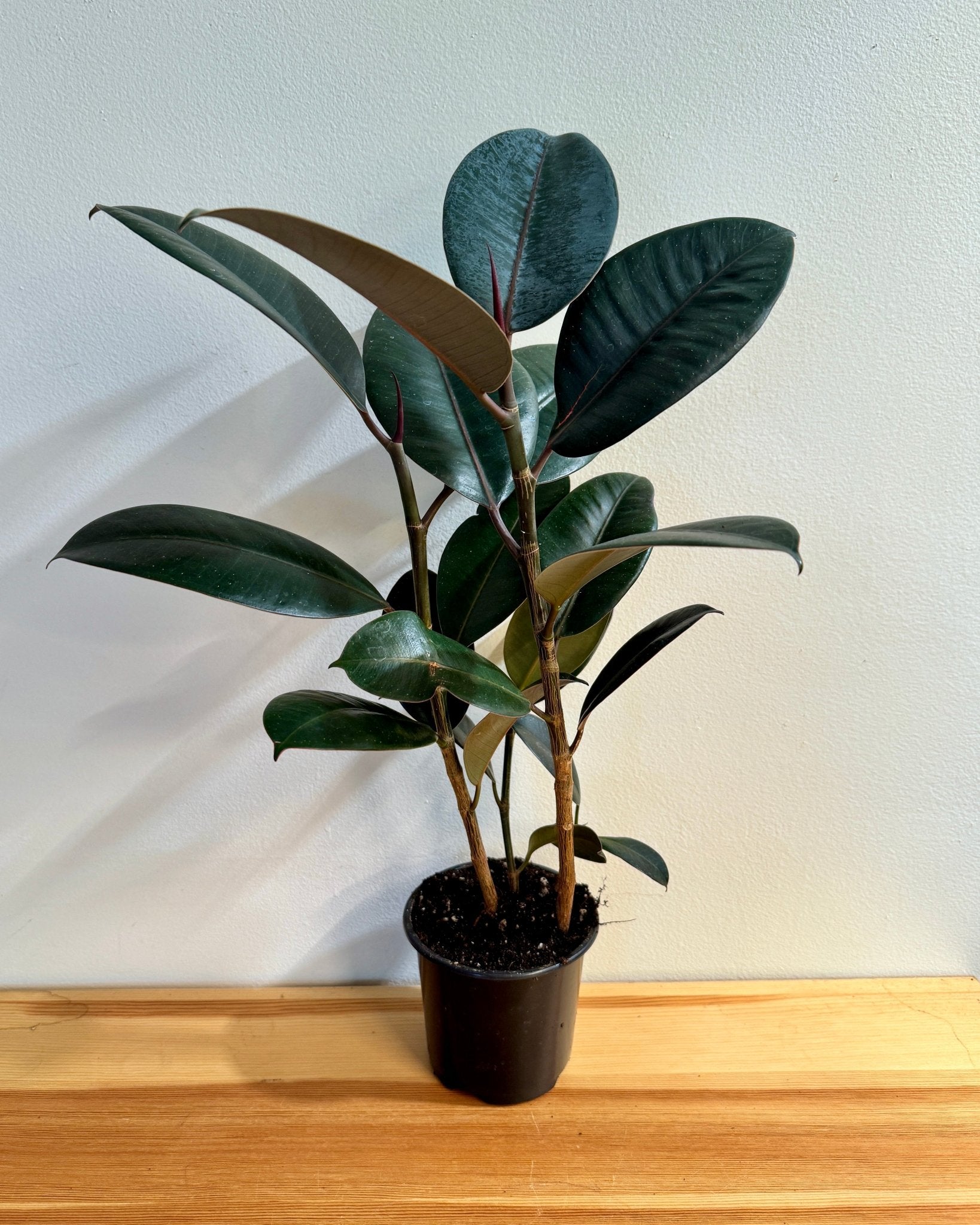 Rubber Tree 4" (Ficus elastica)