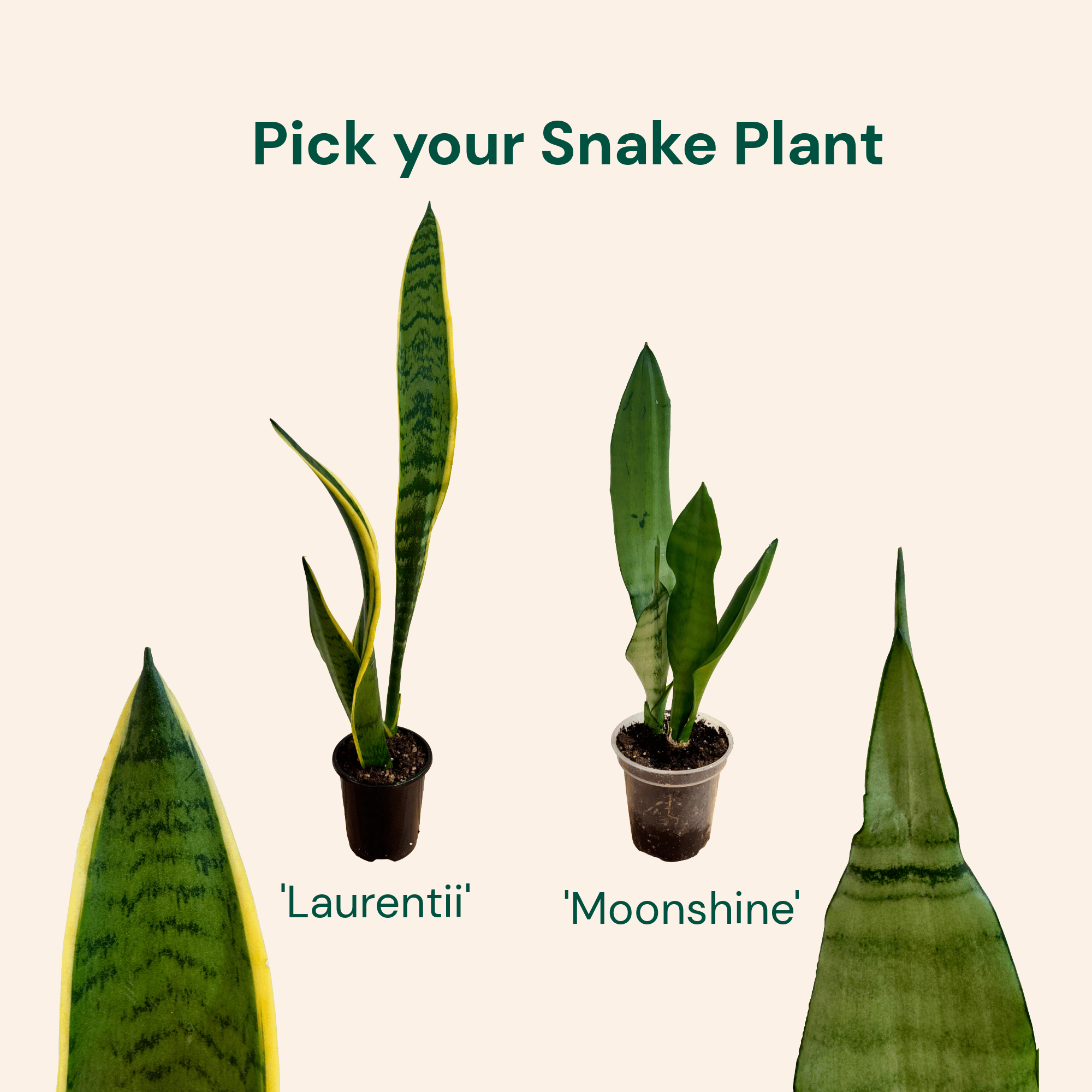 Snake Plant Care Bundle