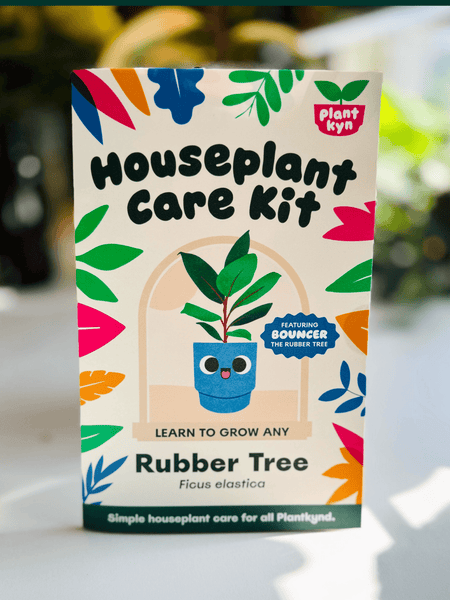 rubber tree care instructions Rubber Tree Care Kit – Plantkyn