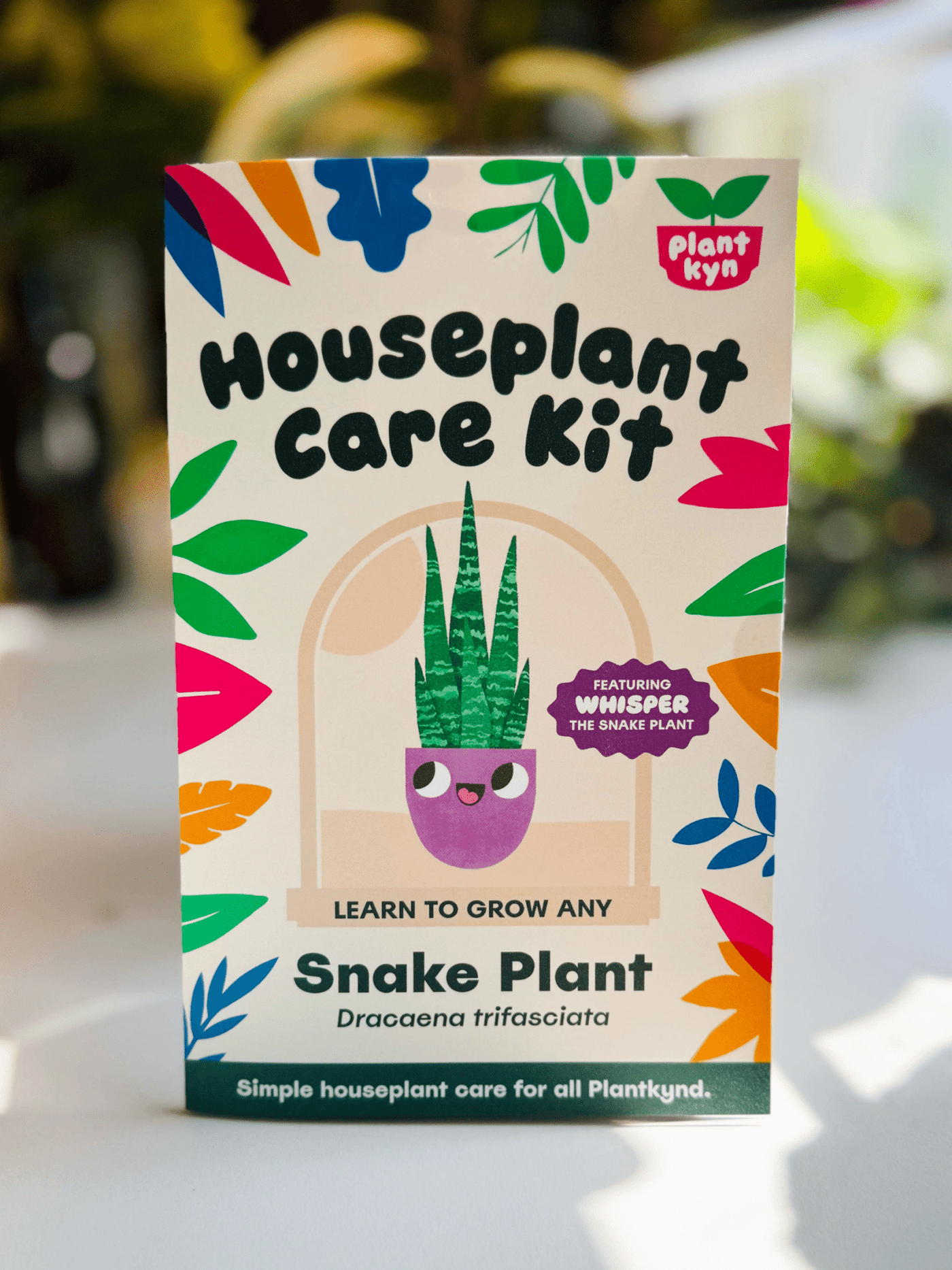 Snake Plant Care Kit