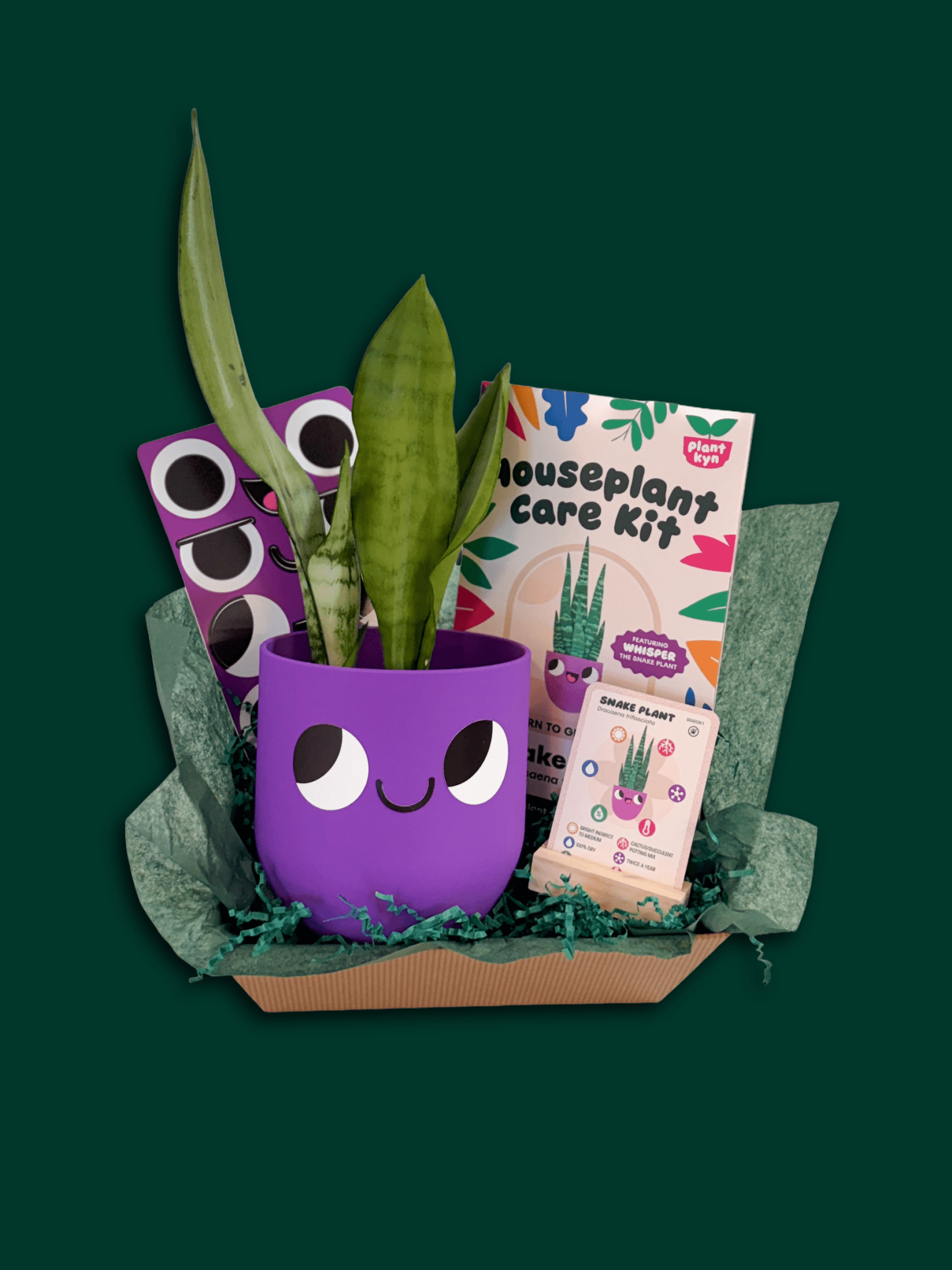Snake Plant Care Bundle
