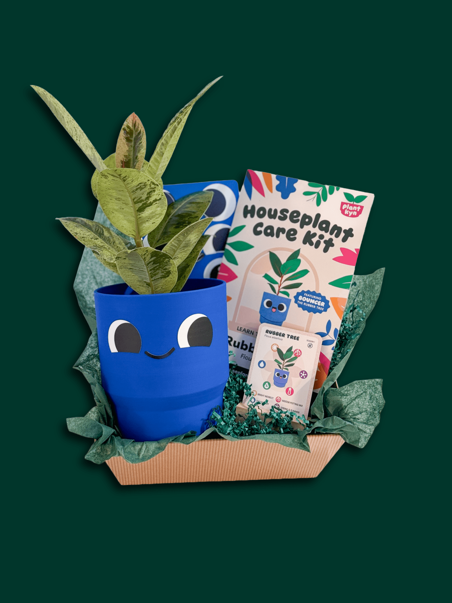 Rubber Tree Care Bundle